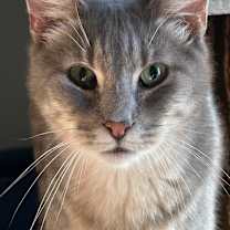 Thumbnail photo of Huckleberry #1