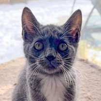 Thumbnail photo of Daisy #3