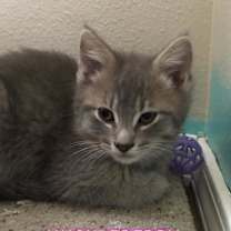 Thumbnail photo of Huckleberry #2