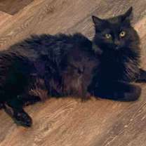 Thumbnail photo of Dante #1