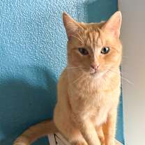 Thumbnail photo of Lt. Dan #1