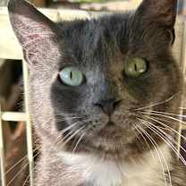 Thumbnail photo of Daisy #4