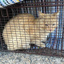 Thumbnail photo of Lt. Dan #2