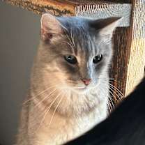 Thumbnail photo of Huckleberry #4