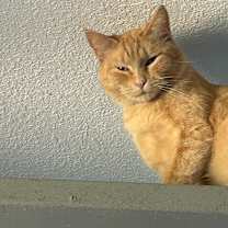 Thumbnail photo of Lt. Dan #3