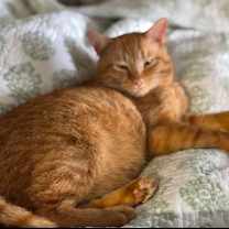 Thumbnail photo of Thomas O'Malley #1