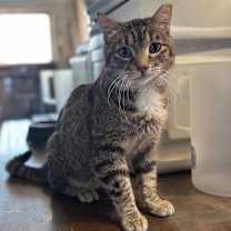 Thumbnail photo of Jekyll #4