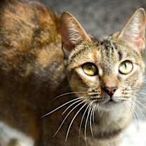 Thumbnail photo of DAPHNE Kitty #3