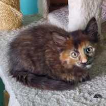 adopt-pet