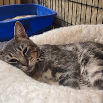 Thumbnail photo of Orbit #2