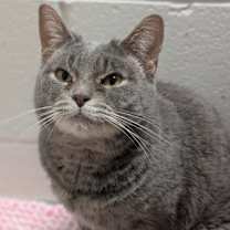 Thumbnail photo of Belladonna #1