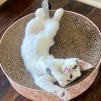 Thumbnail photo of Candy25 #2