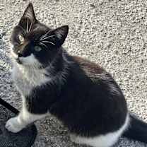 adopt-pet