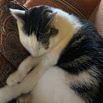 Thumbnail photo of Nom Nom #2