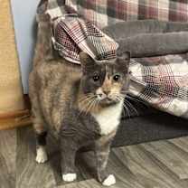 Thumbnail photo of SOPHIA #2