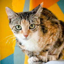 Thumbnail photo of Penelope #2