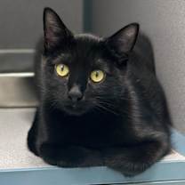 Thumbnail photo of Bandit #1