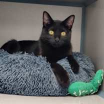 Thumbnail photo of Bandit #2