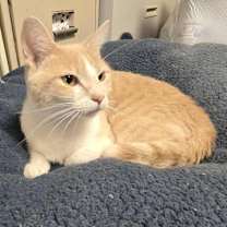 Thumbnail photo of Honey #1