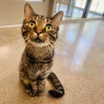 Thumbnail photo of CJ  (Cat Cafe) #1