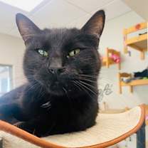 Thumbnail photo of Gypsy (Kitty Kitty) (Cat Cafe) #2