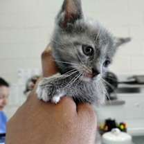 Thumbnail photo of Lexa #1