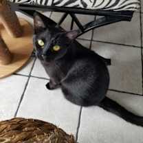 Thumbnail photo of Webster and Felix #1