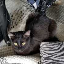 Thumbnail photo of Webster and Felix #2