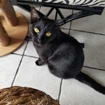 Thumbnail photo of Webster and Felix #3