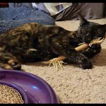 Thumbnail photo of Piper (Smart, Sweet, Loving Companion) #4