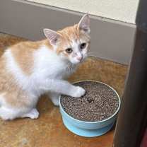 Thumbnail photo of Peeps #1