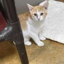 Thumbnail photo of Peeps #2