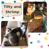 Thumbnail photo of Tilty & Shrimp #1