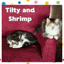 Thumbnail photo of Tilty & Shrimp #2