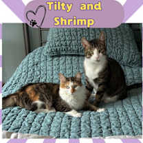 Thumbnail photo of Tilty & Shrimp #3