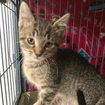 Thumbnail photo of Achoo #2