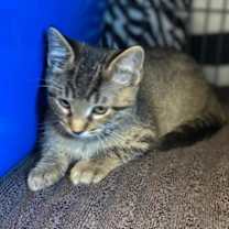 Thumbnail photo of Achoo #3