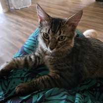 Thumbnail photo of Finn #2