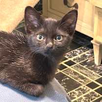 Thumbnail photo of Sony #2