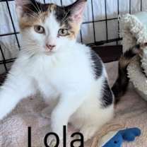 Thumbnail photo of Lola #3