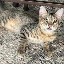 Thumbnail photo of Thyme #1