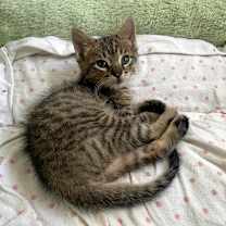 Thumbnail photo of Thyme #4