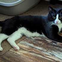 Thumbnail photo of Cosmo #1