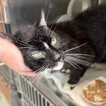 adopt-pet
