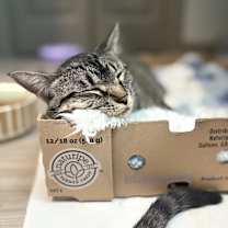 Thumbnail photo of Shelly #1