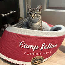 Thumbnail photo of Shelly #3