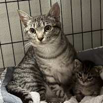 Thumbnail photo of Shelly #4