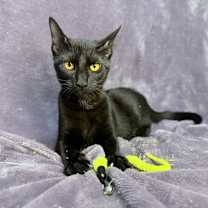 Thumbnail photo of Onyx #4