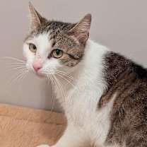 adopt-pet