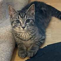 Thumbnail photo of Astrid (foster kitten) #1